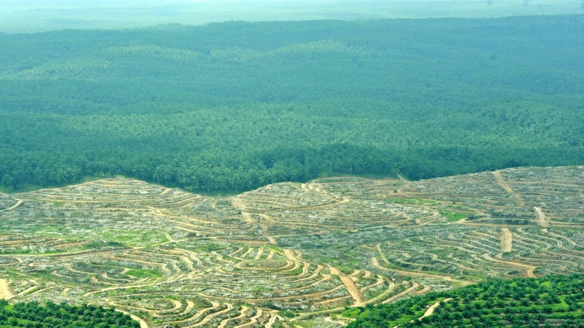 Ilmakuva metsään raivatusta plantaasista. 
