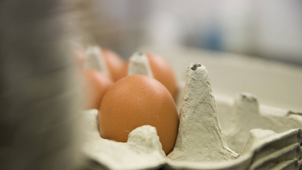 Kana munii keskimäärin munan päivässä. 