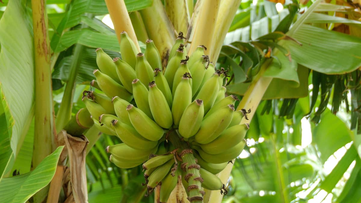Banaaneja