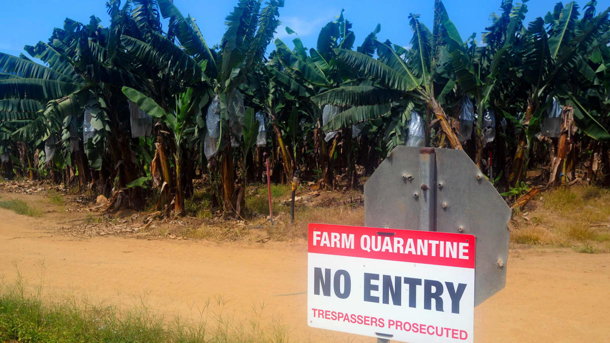 Panaman taudin takia karanteenisssa oleva banaaniviljelmä Queenslandissa Australiassa.
