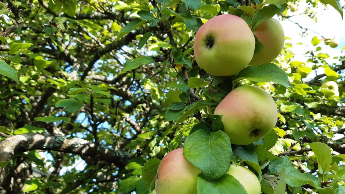 Kortteisen tilan 120-vuotiaalle omenapuulle tehdään dna-analyysi –  vienankarjalaisten kulkukauppiaiden omenasta kasvoi suomalaislajikkeen  emopuu