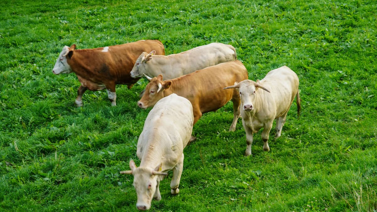 lehmä, Itävalta, maaseutu