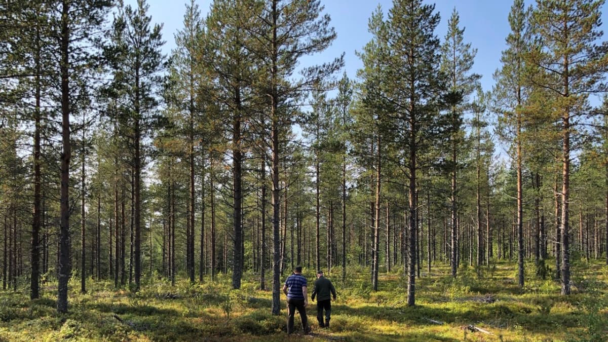 Talousmetsää Posion Susivaarassa yli puoli vuosisataa suuren avohakkuun ja kahden harvennushakkuun jälkeen.  Posio, 27.8.2019