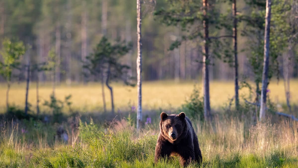 Karhu Kuhmossa 22. heinäkuuta