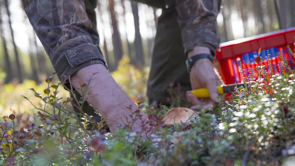 Herkkutatti pohjoiskarjalaisessa kangasmetsässä