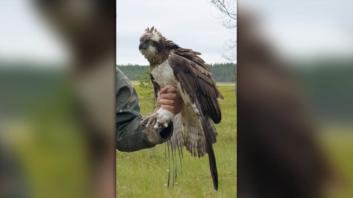 Mies pitää lintua kiinni jaloista