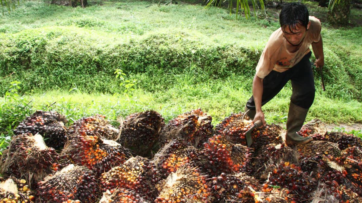 Työntekijä kerää öljypalmun hedelmiä Indonesiassa marraskuussa vuonna 2018.