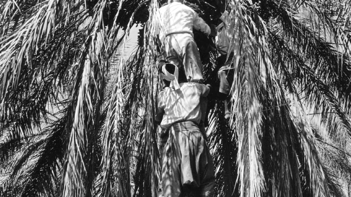Urho Kekkonen kiipeää palmuun Tunisiassa.