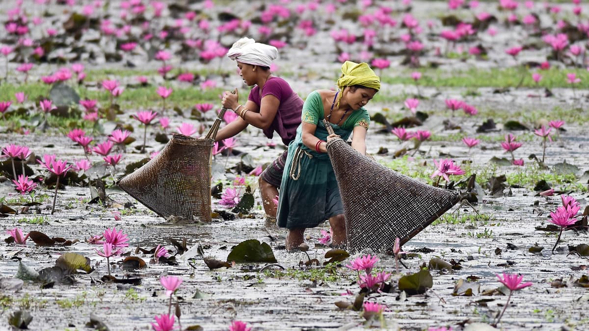 Naiset pyytävät kalaa lootuskukkien kukkiessa vedessä.