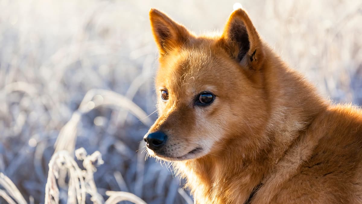 Tässä ovat Suomen suosituimmat koirarodut: labradorinnoutajan suosio kasvaa  yhä, kansalliskoira suomenpystykorva ei mahtunut kymmenen kärkeen