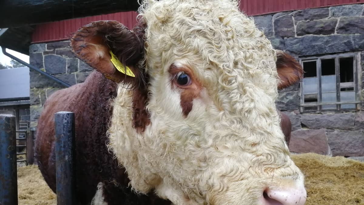 Riilahden kartanon hereford-rotuiset siitossonnit painavat noin tuhat kiloa.
