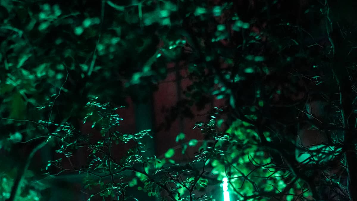Music for Plants, Kaisaniemen kasvitieteellinen puutarha 