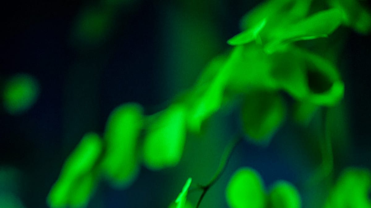 Music for Plants, Kasvitieteellinen puutarha 