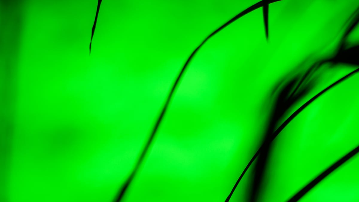Music for Plants, Kaisaniemen kasvitieteellinen puutarha 