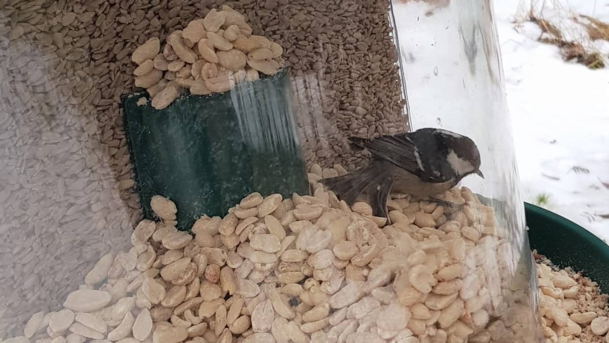 Pikkulintu menehtyi ruokinta-automaattiin ja toinen jäi loukkuun –  lintujärjestö varoittaa vaarallisesta laitteesta