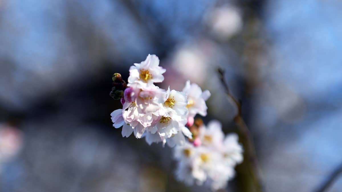 Sää on ollut hyvin lämmin myös Keski-Euroopassa. Kirsikat puhkesivat kukkaan Szczecinissä Puolassa.