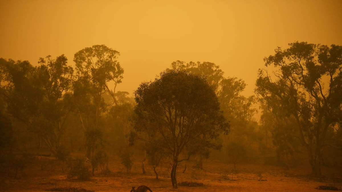 Laajat maastopalot jatkuvat Australiassa. Yksinäinen kenguru hyppi savuisessa metsässä Canberrassa.