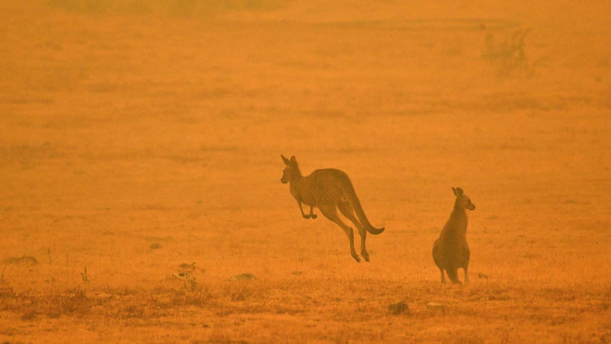 Kengurut pakenivat paloa Cooman lähistöllä Australiassa 4. tammikuuta. 