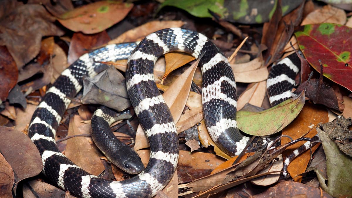 Mustavalkoinen käärme makaa kuivien lehtien seassa maassa.