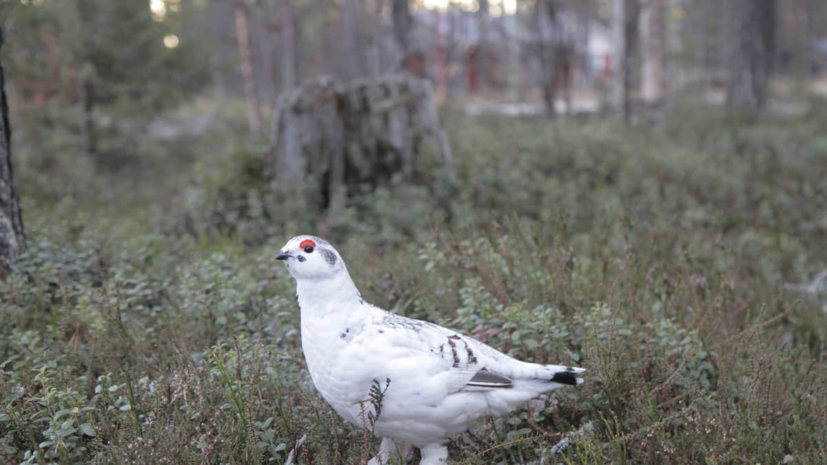 Talvipukuinen pyyriekko kesämetsässä. Riekon kesäpuku vaihtuu Sodankylässä talvipuvuksi viimeistään marraskuun alussa. Viime vuosina on ollut erityisen pitkiä lumettomia syksyjä. Silloin linnut ovat valkoisena mustalla maalla useita viikkoja pedoille alttiina. 
