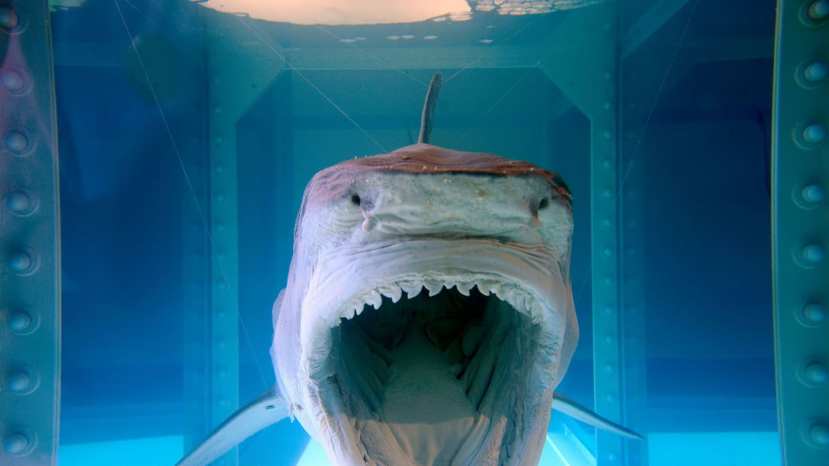 The Physical Impossibility of Death in the Mind of Someone Living, Damien Hirst, 1991