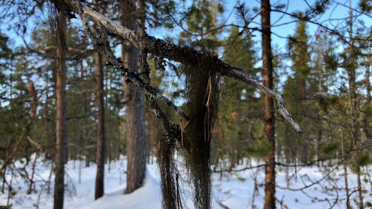 Juutuan ulkoilualueen vanha metsä Inarissa tuottaa luppoa.  10.3.2020