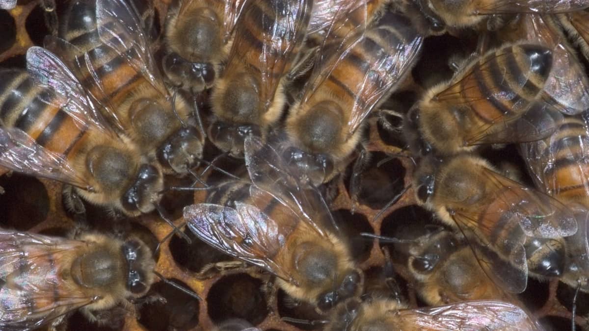 Mehiläisiä pesän kennon päällä yhden  mehiläisen ympärillä.
