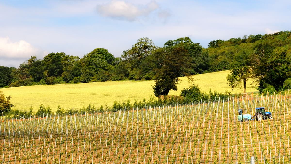 Orgaaninen viinitila Surrey Hillsissä Englannissa.