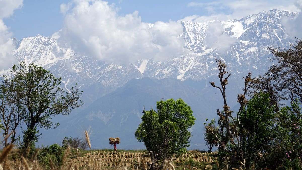 Intialainen maanviljelijä kantaa vehnänippua vuoristomaisemassa.