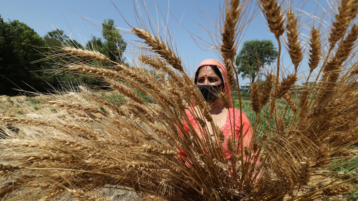 Maanviljelijä kerää vehnää Intiassa.