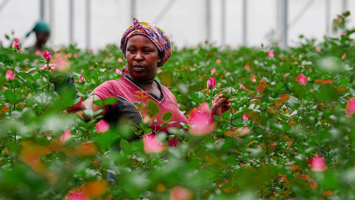 Kuvassa on kenialainen työläinen kasvihuoneessa ruusujen keskellä.