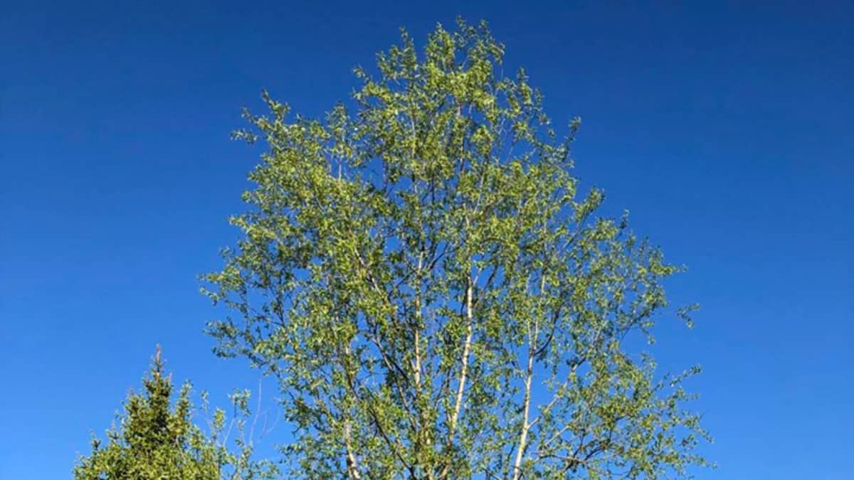 Suomen ihastuttavin puu -finalisti, Hyrsylän mutkan salava.