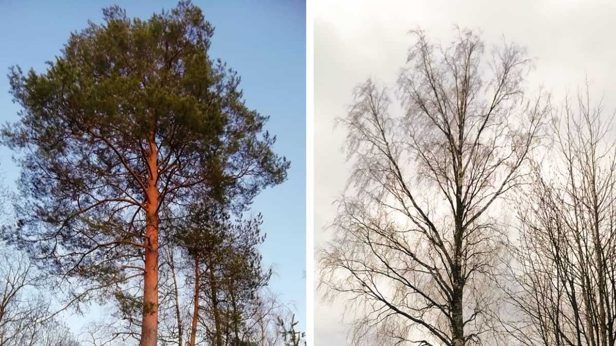 Suomen ihastuttavin puu -finalisti, Masa-mänty.