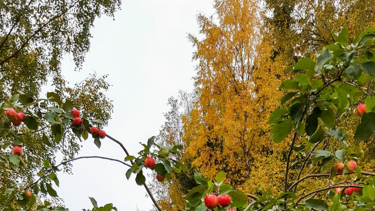 Suomen ihastuttavin puu -finalisti, Liisan omenapuu.