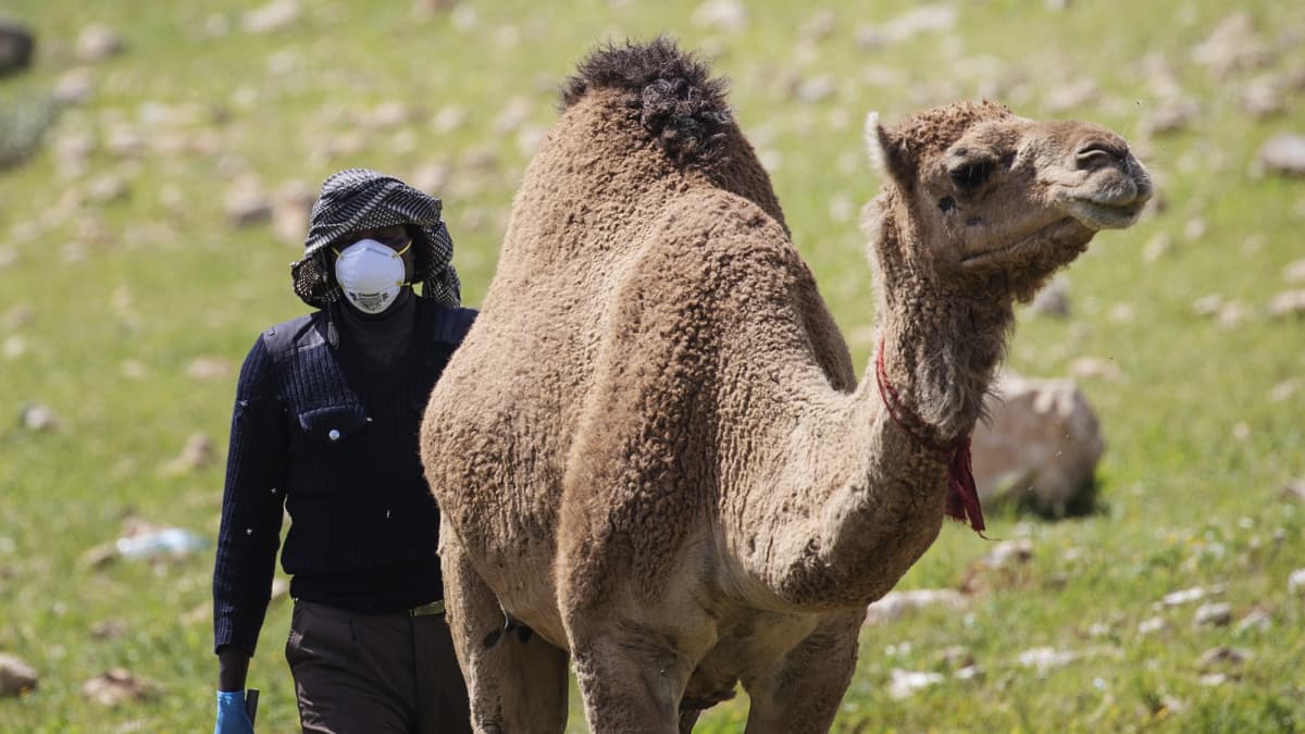 Kuvassa on kameli huhtikuussa Jordanissa.