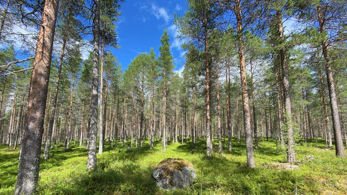 Ämmänvaaran ulkoilu- ja retkeilyalueen metsää, jonka Kemijärven kaupunki aikoo hakkauttaa. 