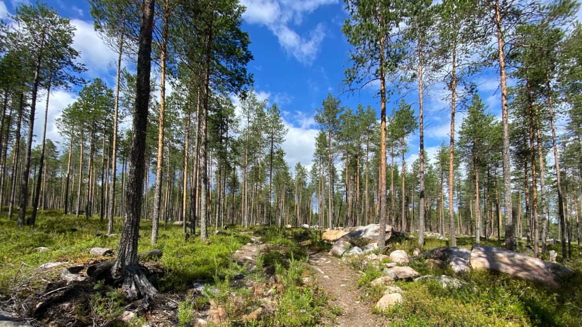 Lähes kymmenen vuotta vanha metsäkoneen jälki Ämmänvaarassa Metsä-Botnia Metsä Oy:n harvennushakkuusta. 