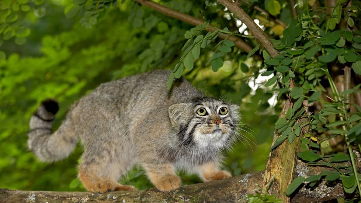Miten kissa kesyyntyi ihmisen seuraksi? Tutkijat jäljittivät suhteen  vaiheita Puolan luolista ja muinaiselta Silkkitieltä