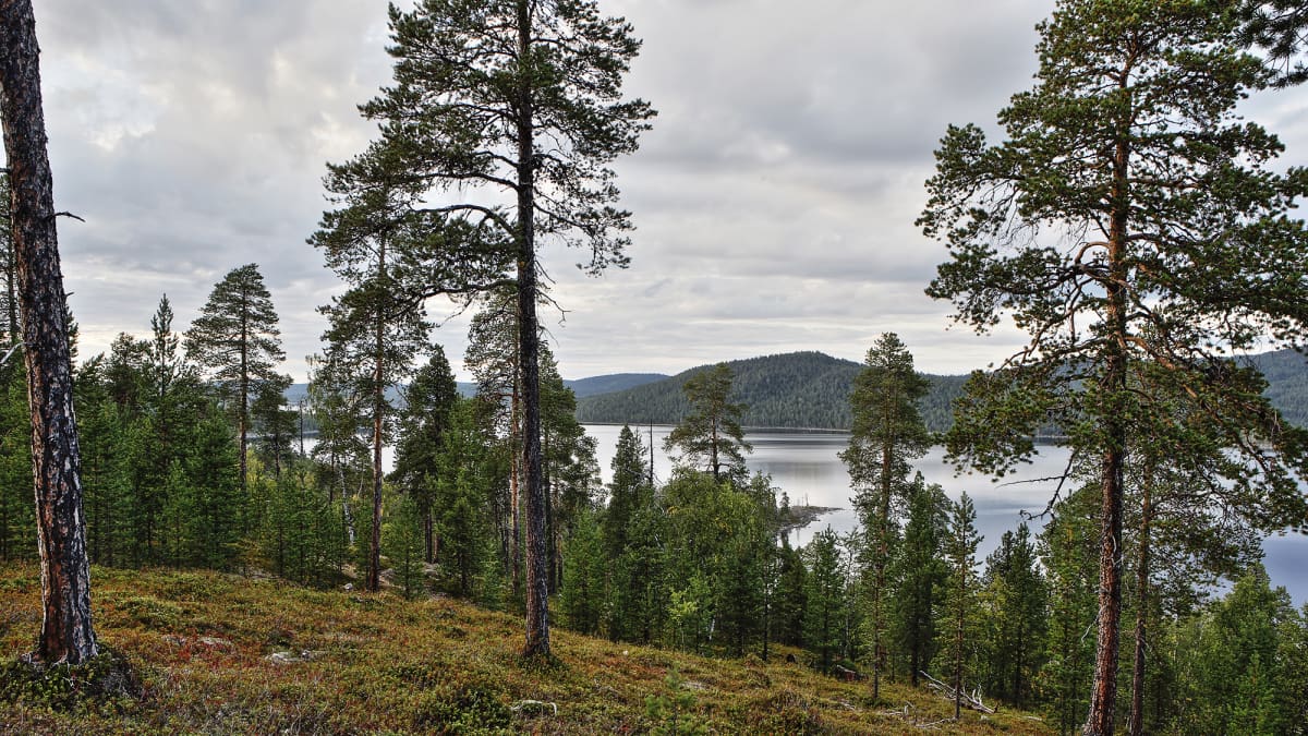 Lappiin iski metsien ostobuumi: kaupat lisääntyivät 50 prosenttia ja hinnat  nousivat eniten koko Suomessa – katso maakunnittaiset hintatilastot