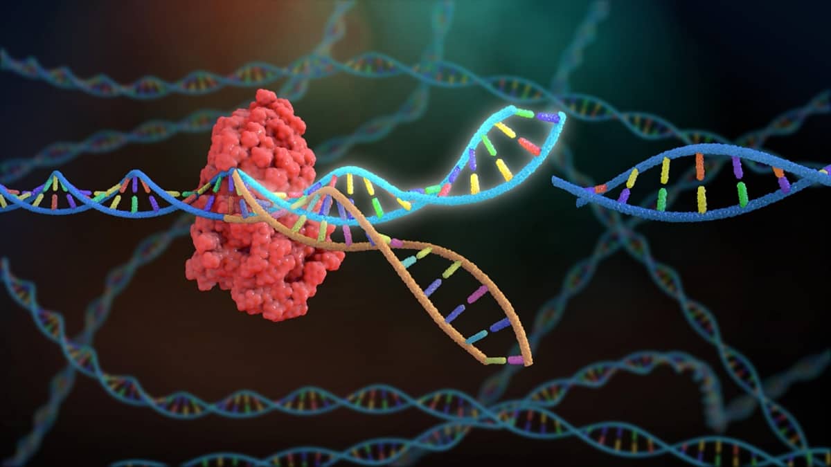 Piirroskuva DNA:n katkaistusta kaksoiskierteestä. 