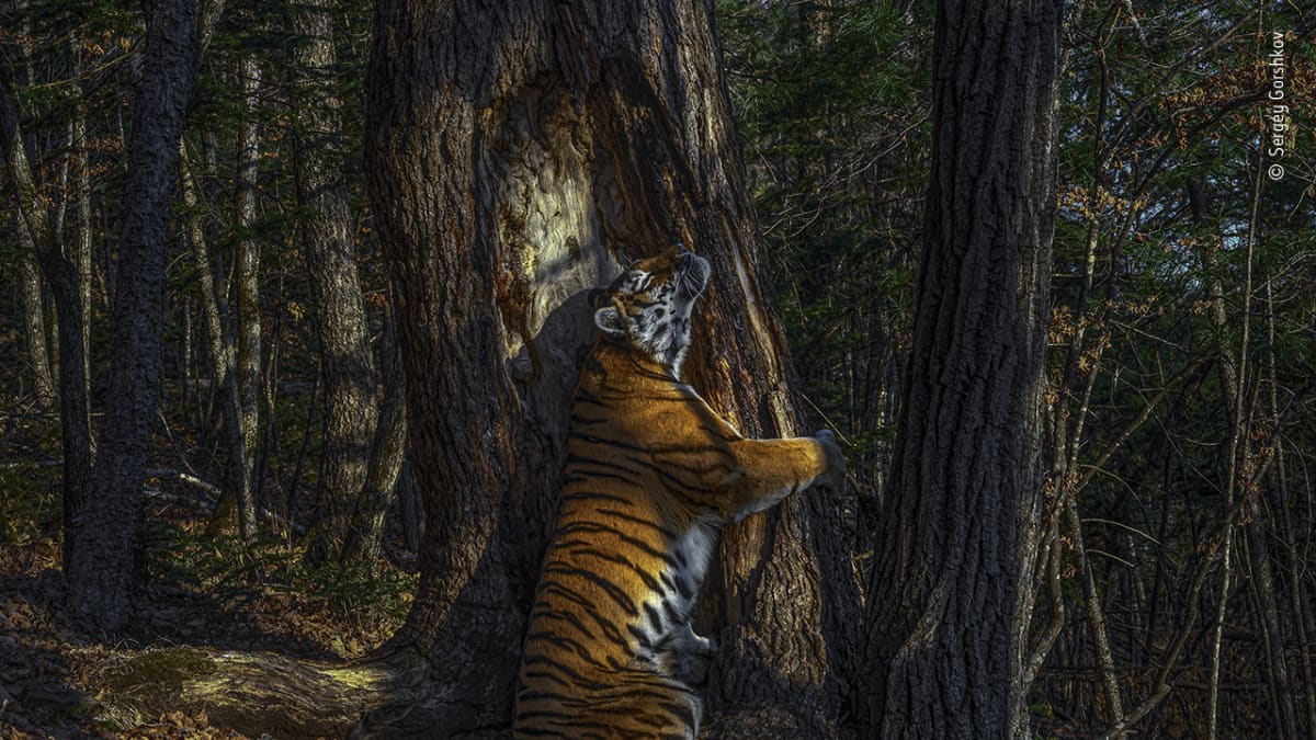 Tiikeri halaa puuta.