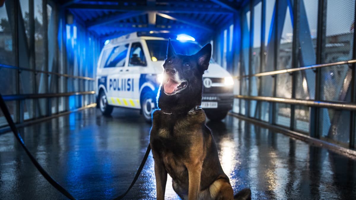 Vuoden 2020 poliisikoira Vinha.