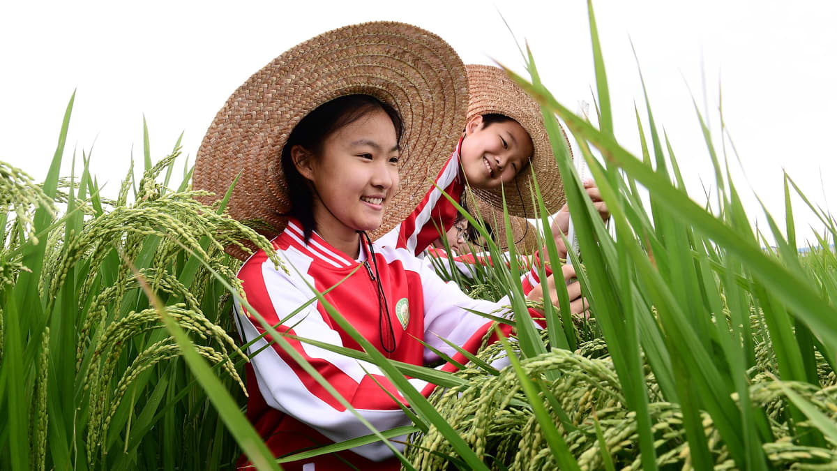 Koululaisia riisipellolla Kiinassa.