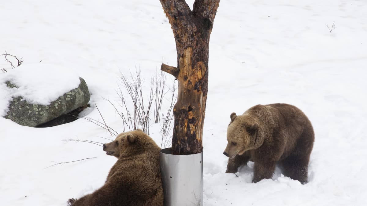 Molemmat karhut ovat leikkineet ja painineet tänään lumella, toinen nojailee puuhun, toinen kuopii lunta. 