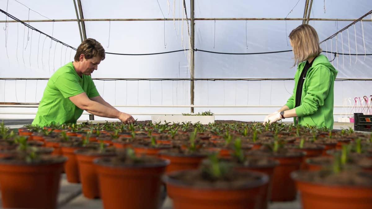kaksi naista hoitaa kasveja kasvihuoneessa