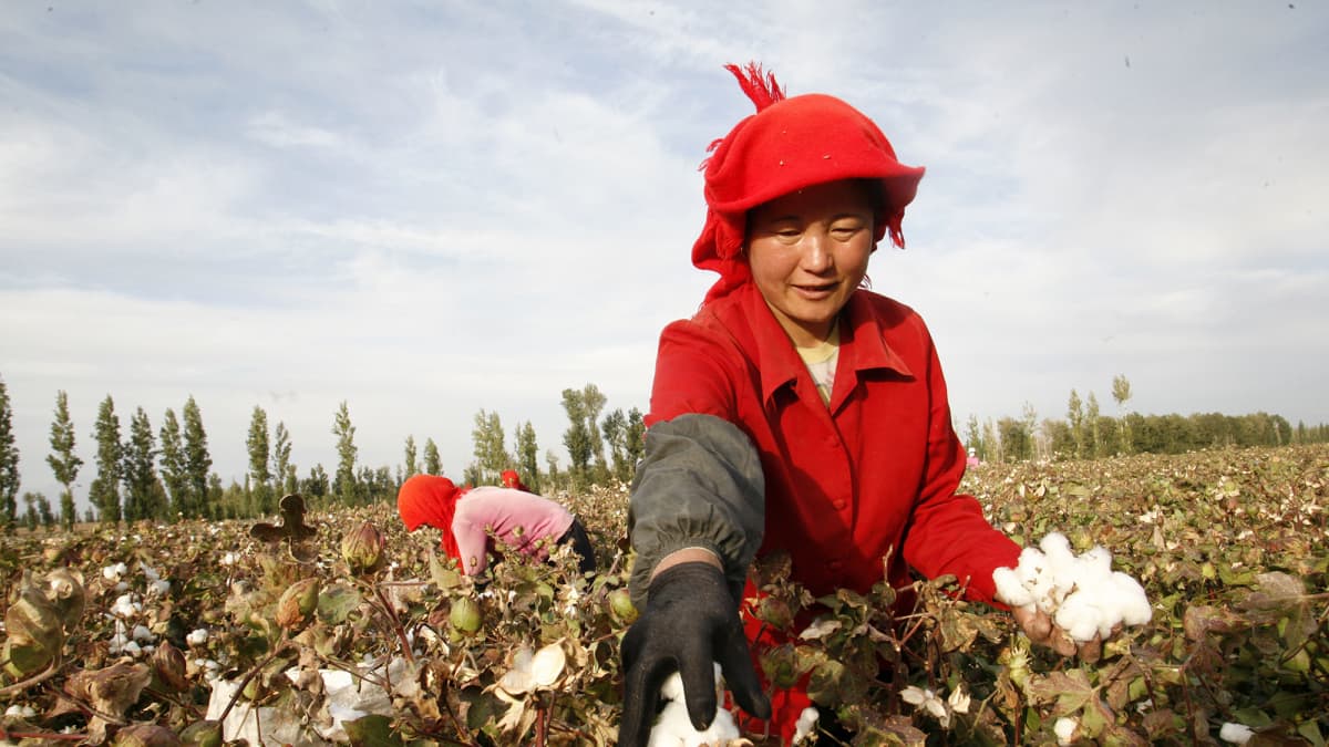 Maanviljelijä kerää puuvillaa Xinjiangissa Kiinassa.