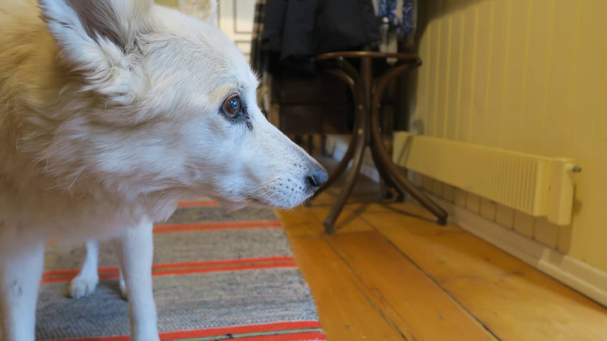 Marianna Kurton 16-vuotias koira Sofi vahtii Eeva Joenpellon perintöä vielä muutaman viikon ajan.