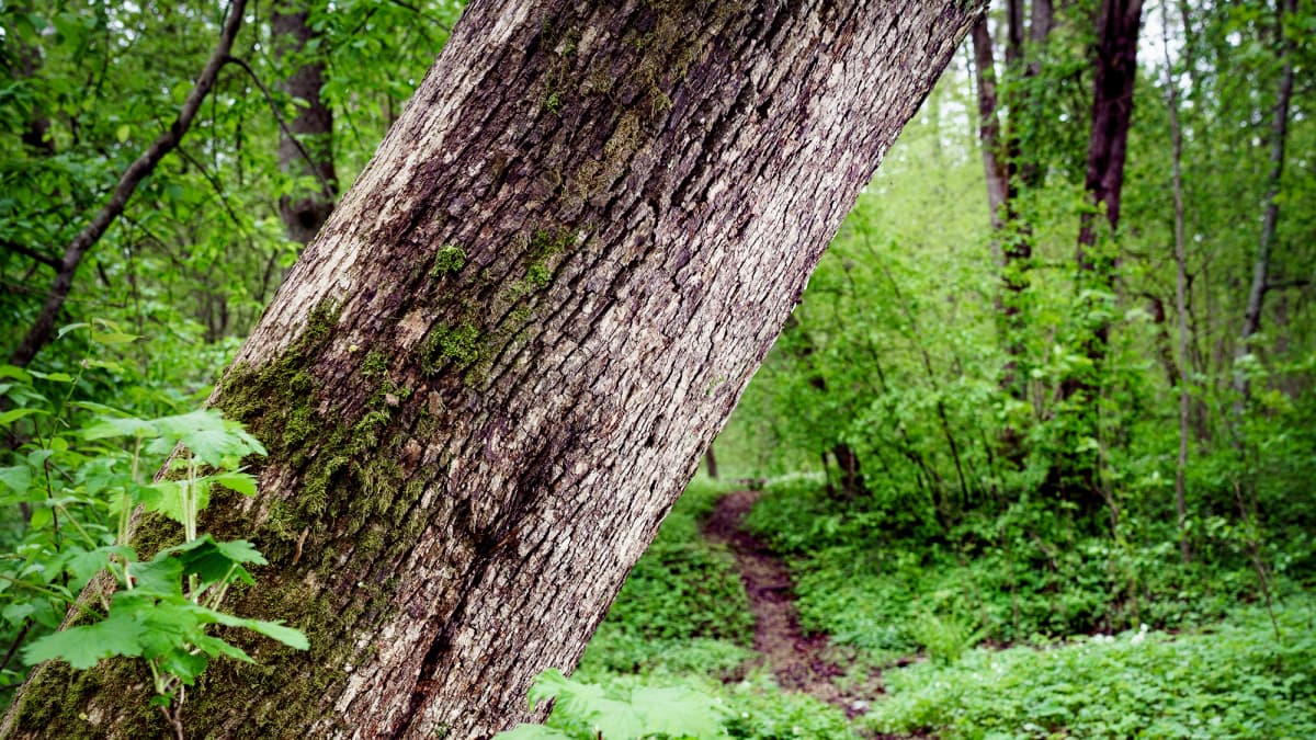 Vino puunrunko kallistuu polun ylle metsäisessä puistossa.
