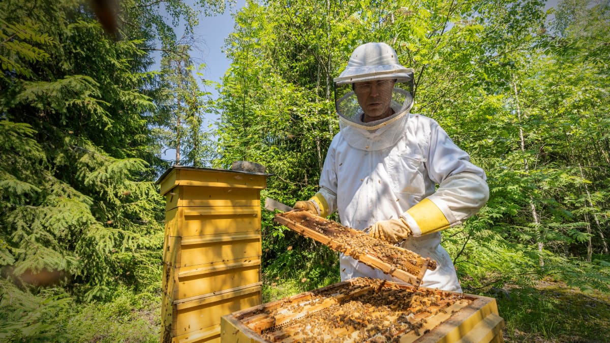 Mehiläistenhoitaja Hannu Torkkel tarkastaa mehiläispesänsä kuntoa.