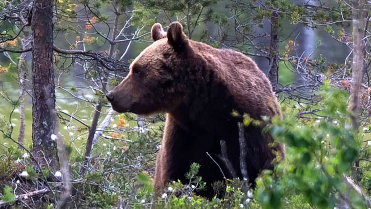 Karhu seisoo varvikossa kitukasvuisten puiden välissä. 
